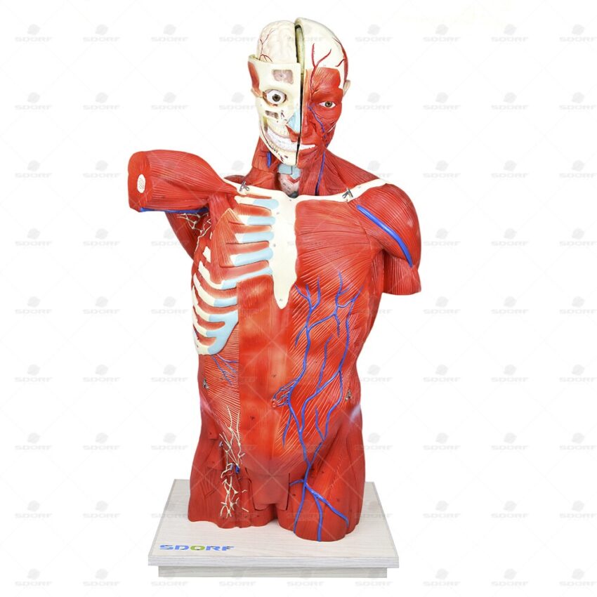 Torso Bissexual Muscular de 94cm c/ 27 Partes c/ Base de Madeira