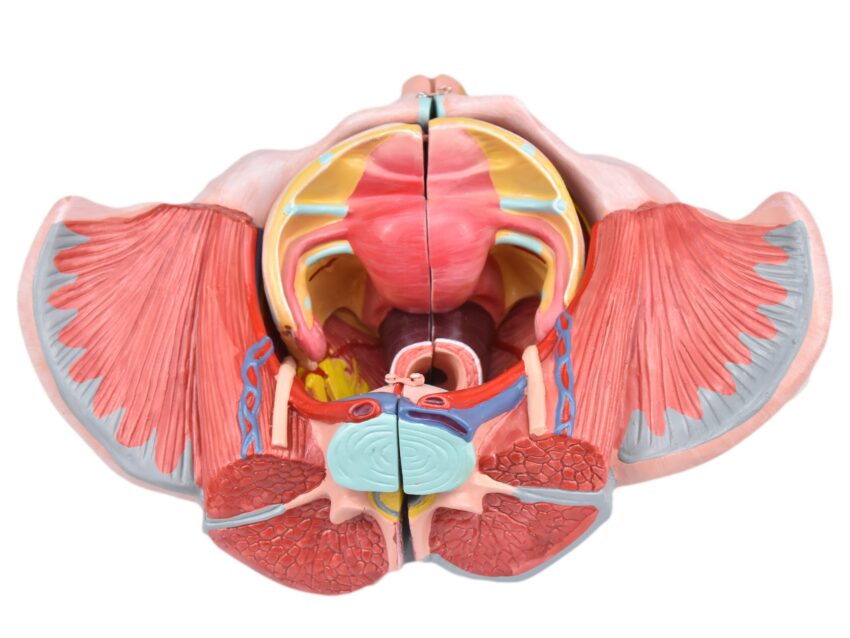 Esqueleto Pélvico Feminino c/ Sistema Reprodutivo em 4 Partes