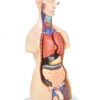 Torso Humano Bissexual C/ Abertura nas Costas de 85 cm C/ 24 Partes - Image 2