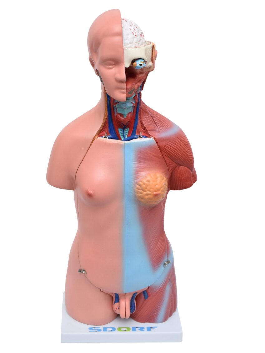 Torso Humano Bissexual c/ Abertura nas Costas de 45 cm c/ 23 Partes