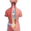 Torso Humano Bissexual c/ Abertura nas Costas de 45 cm c/ 23 Partes - Image 9