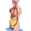 Torso Bissexual Muscular Luxo de 85cm c/ Órgãos Interno em 32 Partes - Image 3