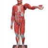 Figura Muscular Assex. de 1,70 cm c/ Órgãos Internos em 29 Partes - Image 2