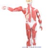 Figura Muscular Assexuada de 80cm c/ Órgãos Internos em 27 Partes - Image 4