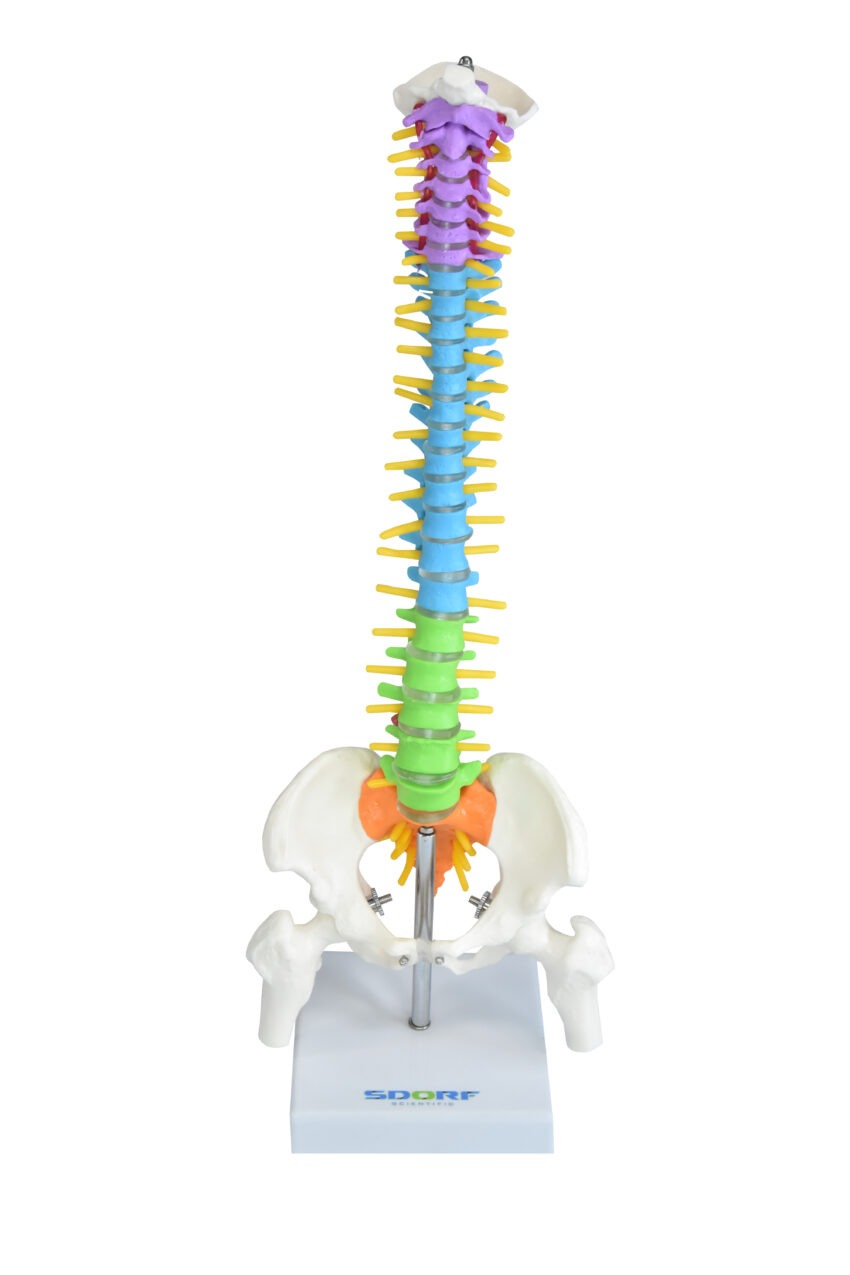 COLUNA VERTEBRAL COLORIDA E FLEXÍVEL DE 40 CM C/ BASE