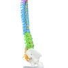 COLUNA VERTEBRAL COLORIDA E FLEXÍVEL DE 40 CM C/ BASE - Image 2