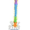 COLUNA VERTEBRAL COLORIDA E FLEXÍVEL DE 40 CM C/ BASE - Image 3