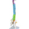 COLUNA VERTEBRAL COLORIDA E FLEXÍVEL DE 40 CM C/ BASE - Image 4