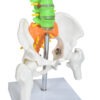 COLUNA VERTEBRAL COLORIDA E FLEXÍVEL DE 40 CM C/ BASE - Image 5